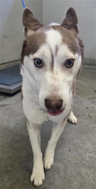 Unknown - Siberian Husky