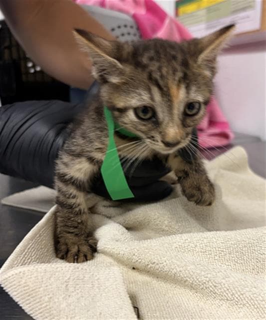 Unknown - Domestic Short Hair