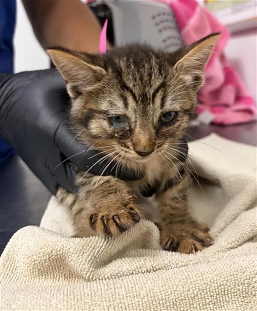 Unknown - Domestic Short Hair