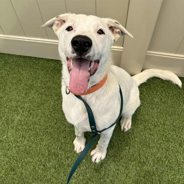 Blanco - Dogo Argentino
