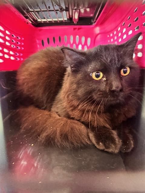 Moreno - Domestic Medium Hair