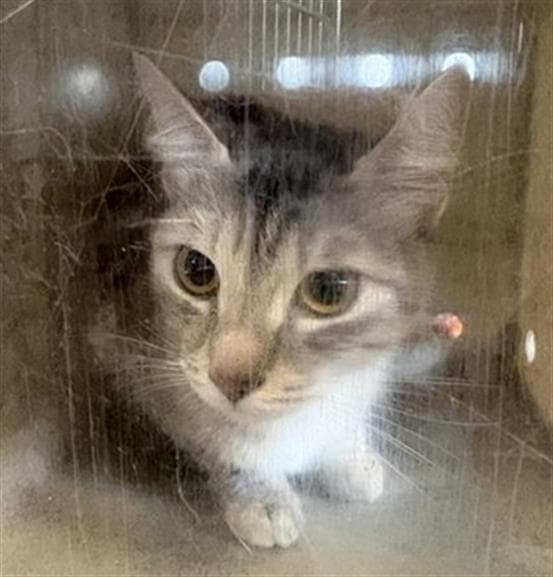 Heavenly - Domestic Short Hair
