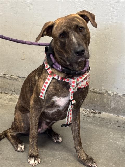 Bess - Pit Bull Terrier