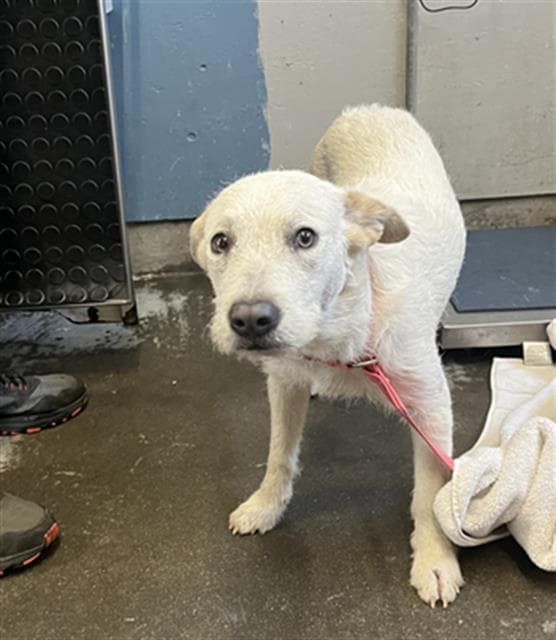Croissant - Australian Cattle Dog/Blue Heeler