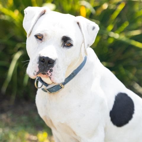 Holstein - Pit Bull Terrier