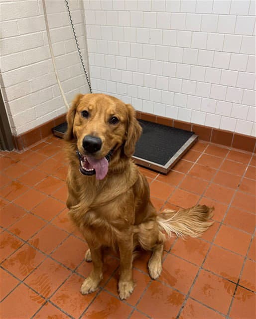 Unknown - Golden Retriever