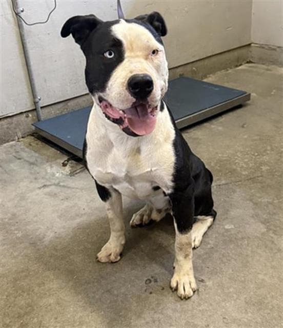 Unknown - Pit Bull Terrier