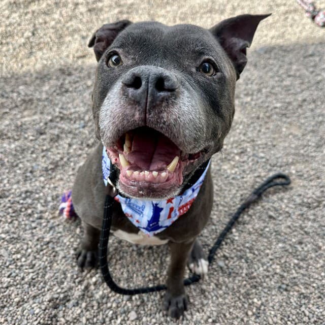 Slate - American Pit Bull Terrier