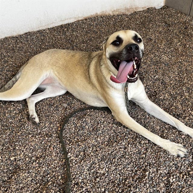 Moana - Black Mouth Cur
