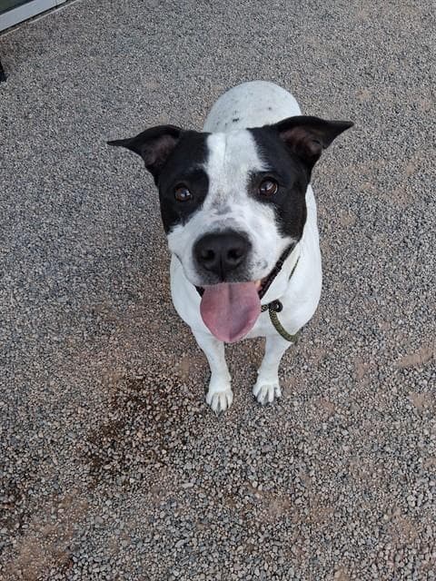 Snoopy - American Bulldog