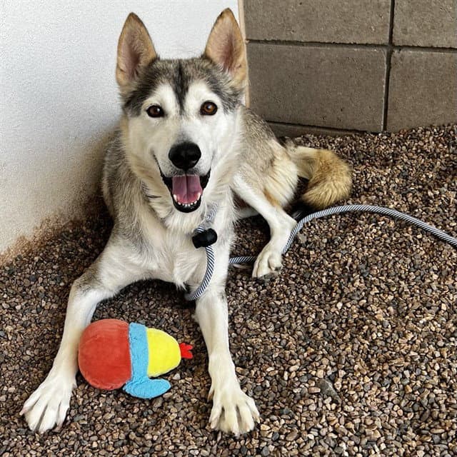 Chloe - Husky