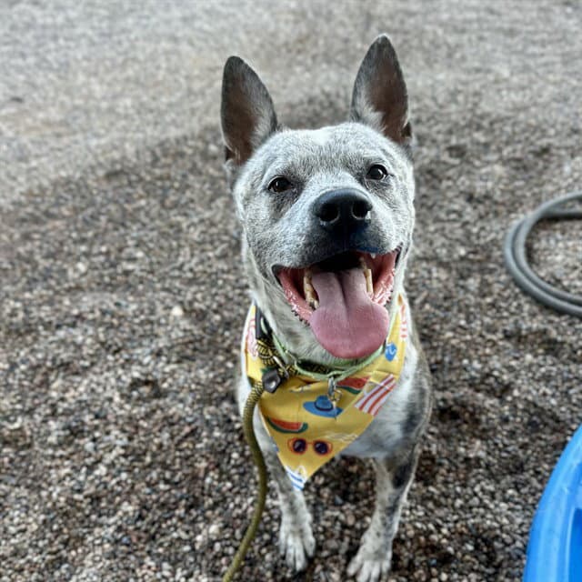 Duke - Australian Cattle Dog/Blue Heeler