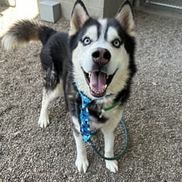 Jack image 1