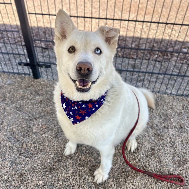 Maui - Siberian Husky