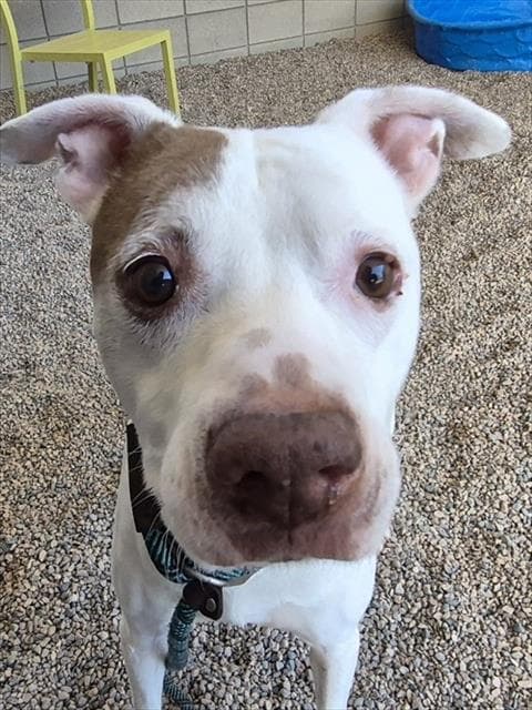 Patrick - American Pit Bull Terrier