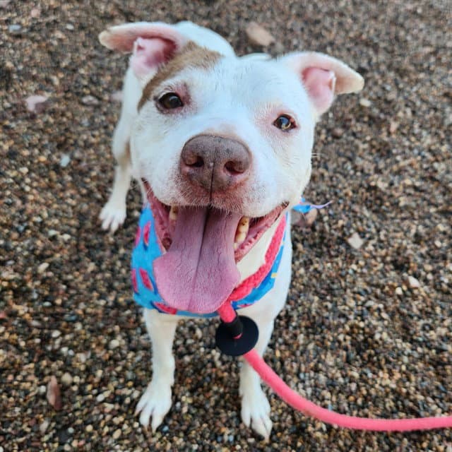 Patrick - American Pit Bull Terrier