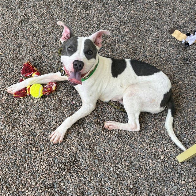 Snugbug - American Pit Bull Terrier