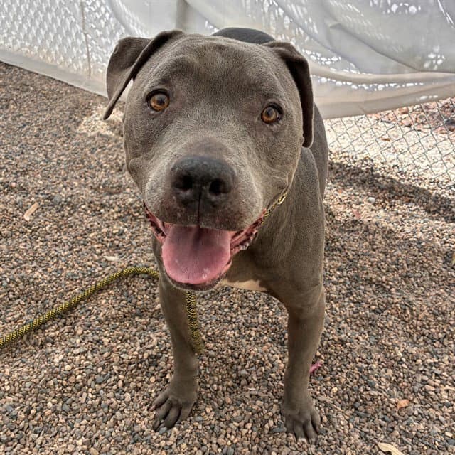Coco - American Pit Bull Terrier