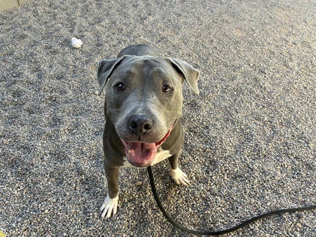 Duck - American Pit Bull Terrier