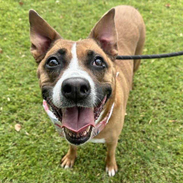 Spice - American Pit Bull Terrier