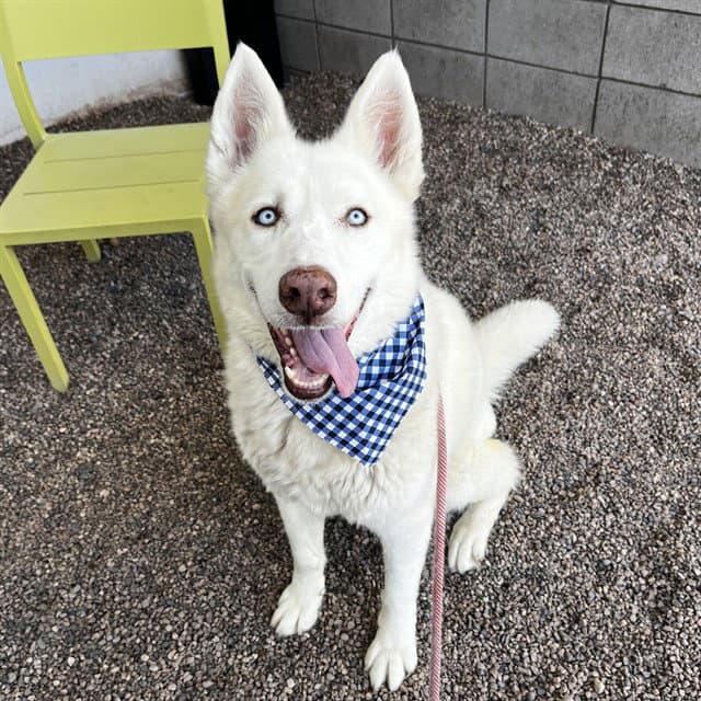 Oso - Siberian Husky