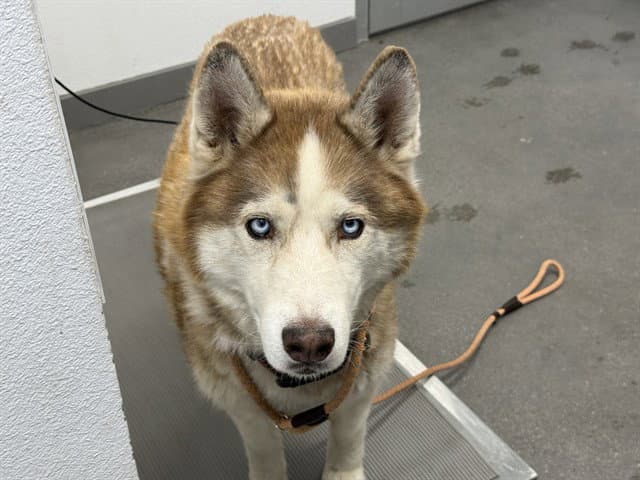 Harley - Siberian Husky