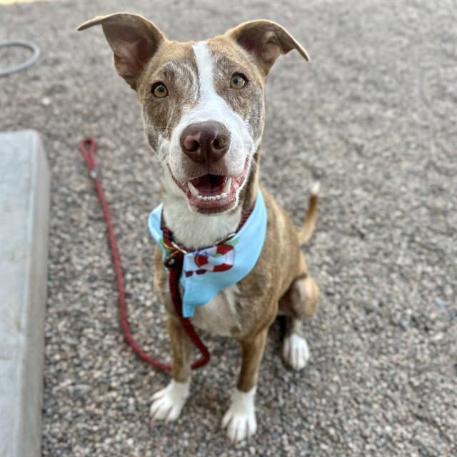 Milo - American Pit Bull Terrier