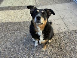 Heidi image 1