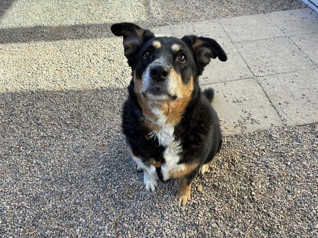 Heidi - Greater Swiss Mountain Dog