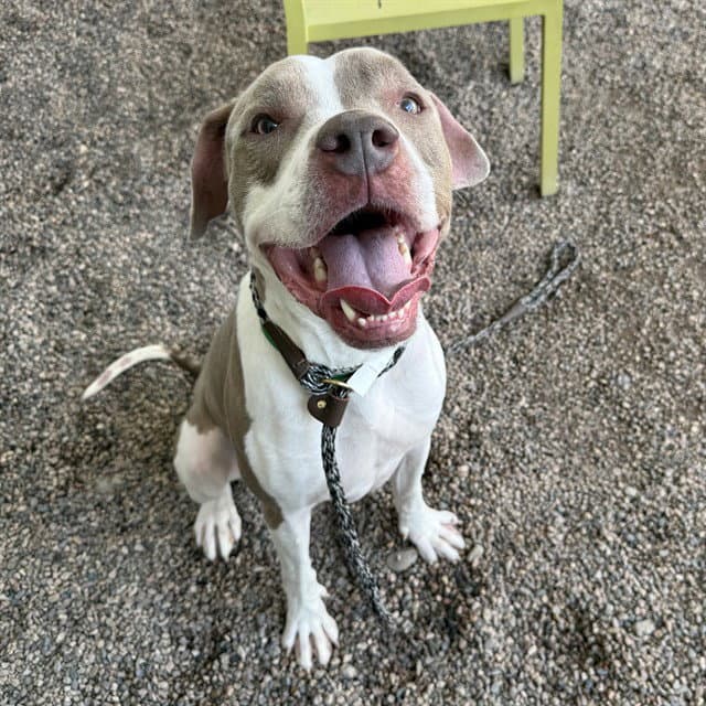 Apollo - American Pit Bull Terrier