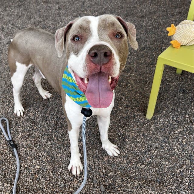 Apollo - American Pit Bull Terrier