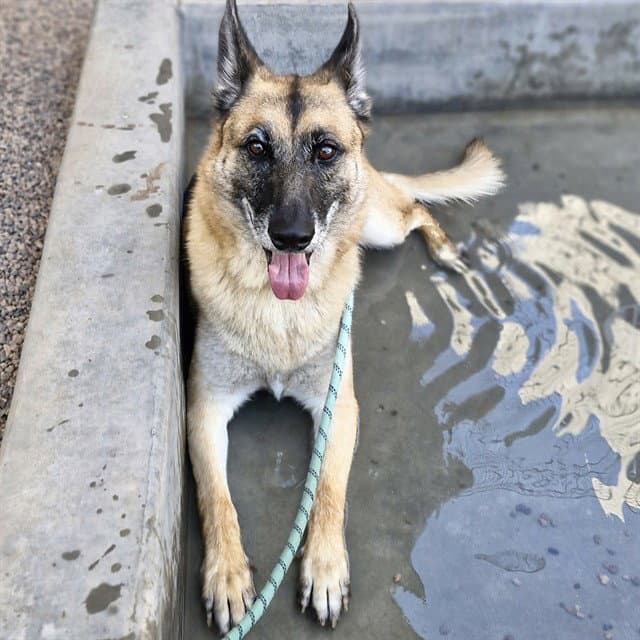 Francis - German Shepherd Dog