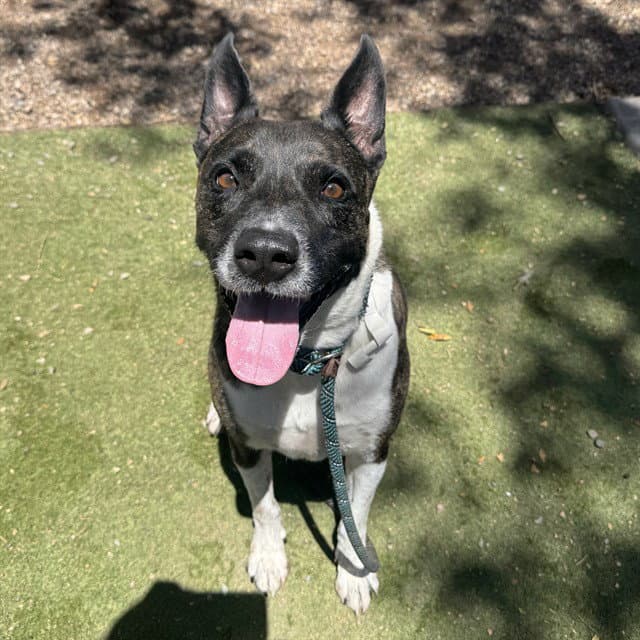 Chico - American Pit Bull Terrier
