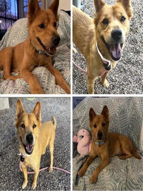 Dakota - Akita