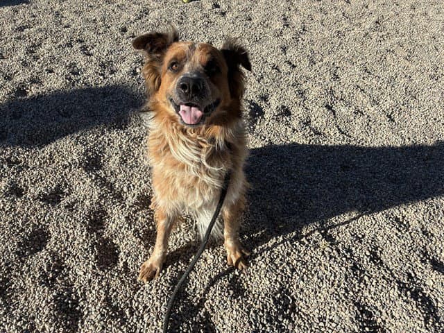Tedo - Australian Shepherd