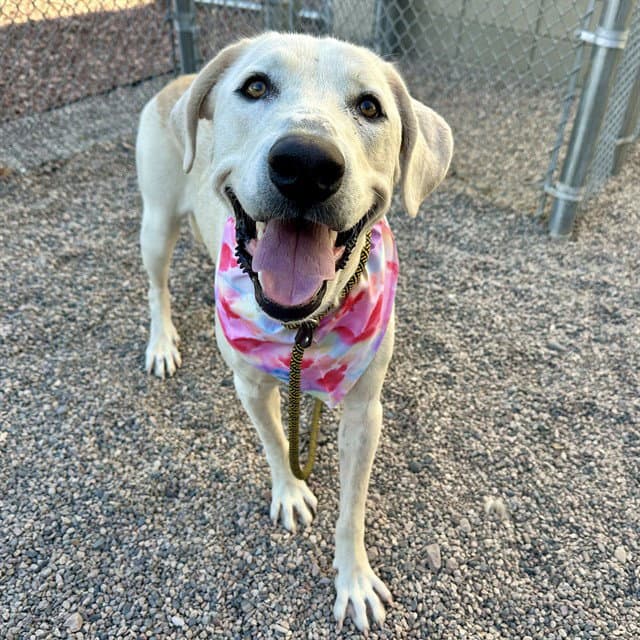 Sister - Labrador Retriever