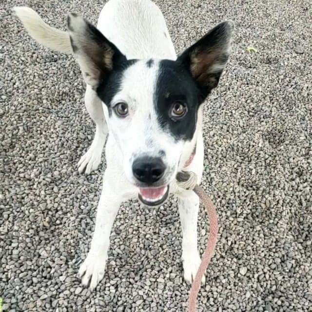 Ivy - Australian Cattle Dog/Blue Heeler