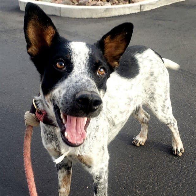 Clove - Australian Cattle Dog/Blue Heeler