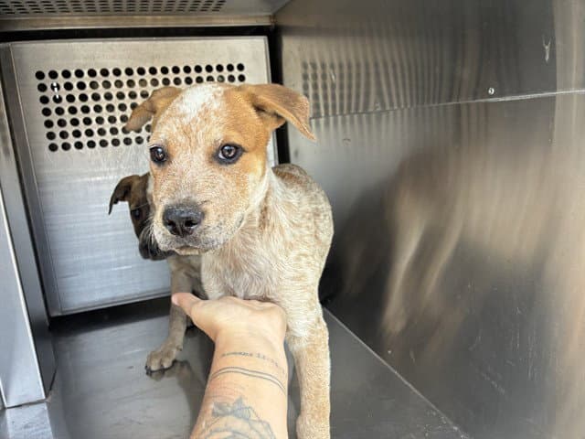 Caramel - Australian Cattle Dog/Blue Heeler
