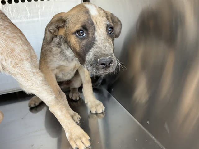 Machiato - Australian Cattle Dog/Blue Heeler