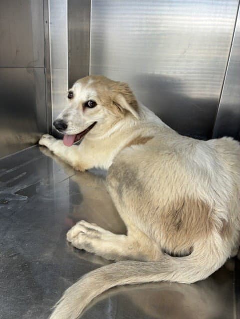 Sally - Great Pyrenees