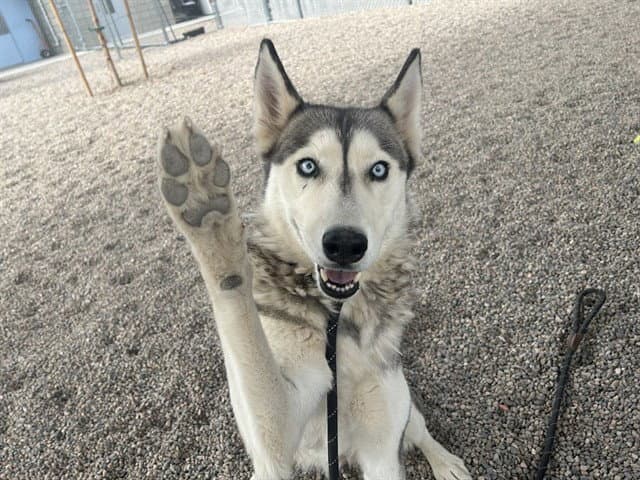 Montana - Siberian Husky
