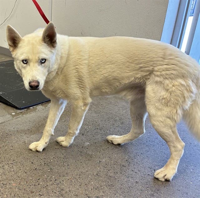 Skittles - Siberian Husky
