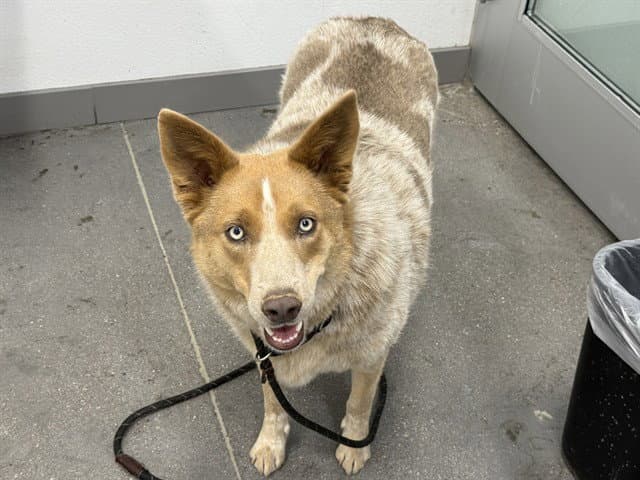 Maverick - Australian Cattle Dog/Blue Heeler