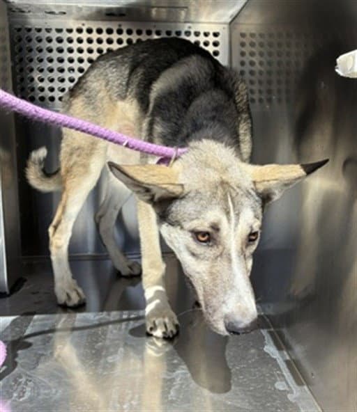 Mariposa - German Shepherd Dog