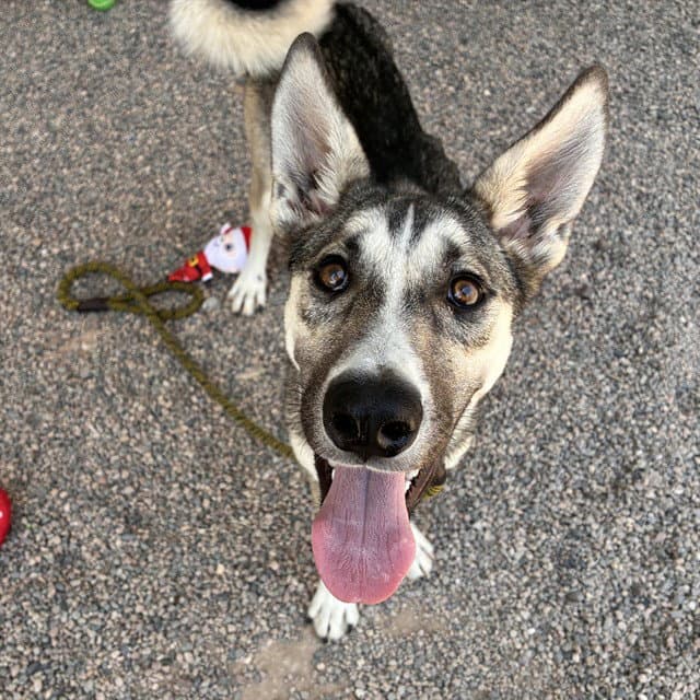 Mariposa - German Shepherd Dog