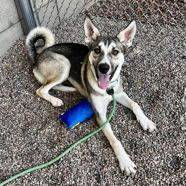 Mariposa - German Shepherd Dog