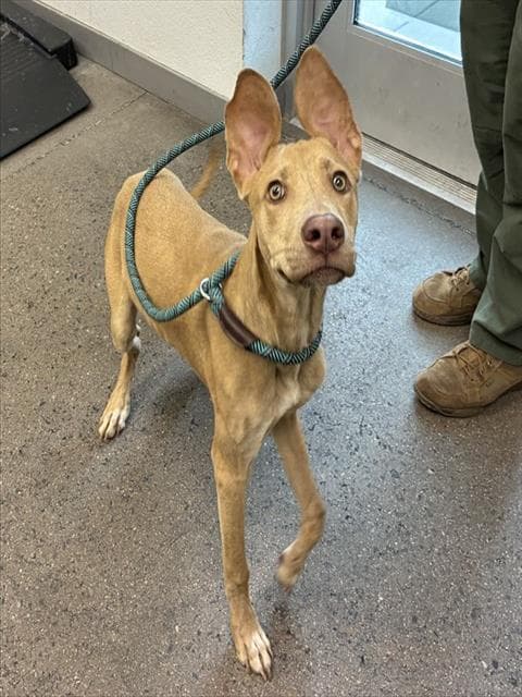 Ducky - American Pit Bull Terrier
