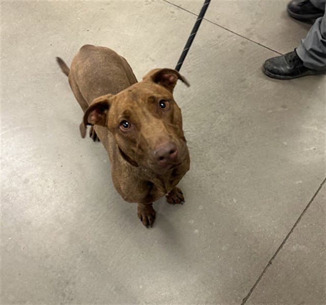 Jalen - American Pit Bull Terrier