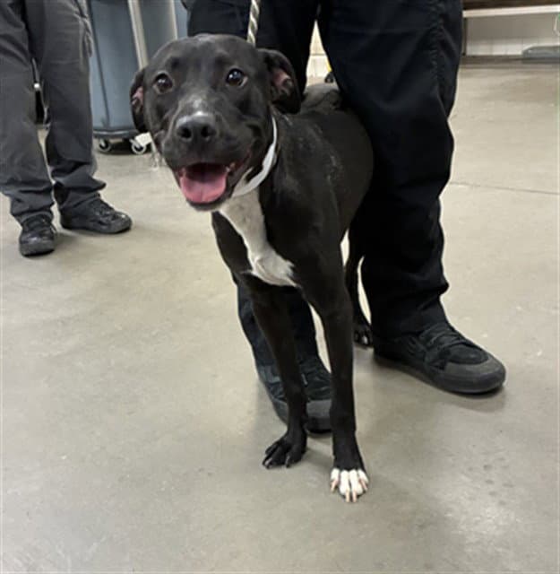 Trucker - American Pit Bull Terrier